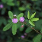 Sensitive plant leaves and flowers